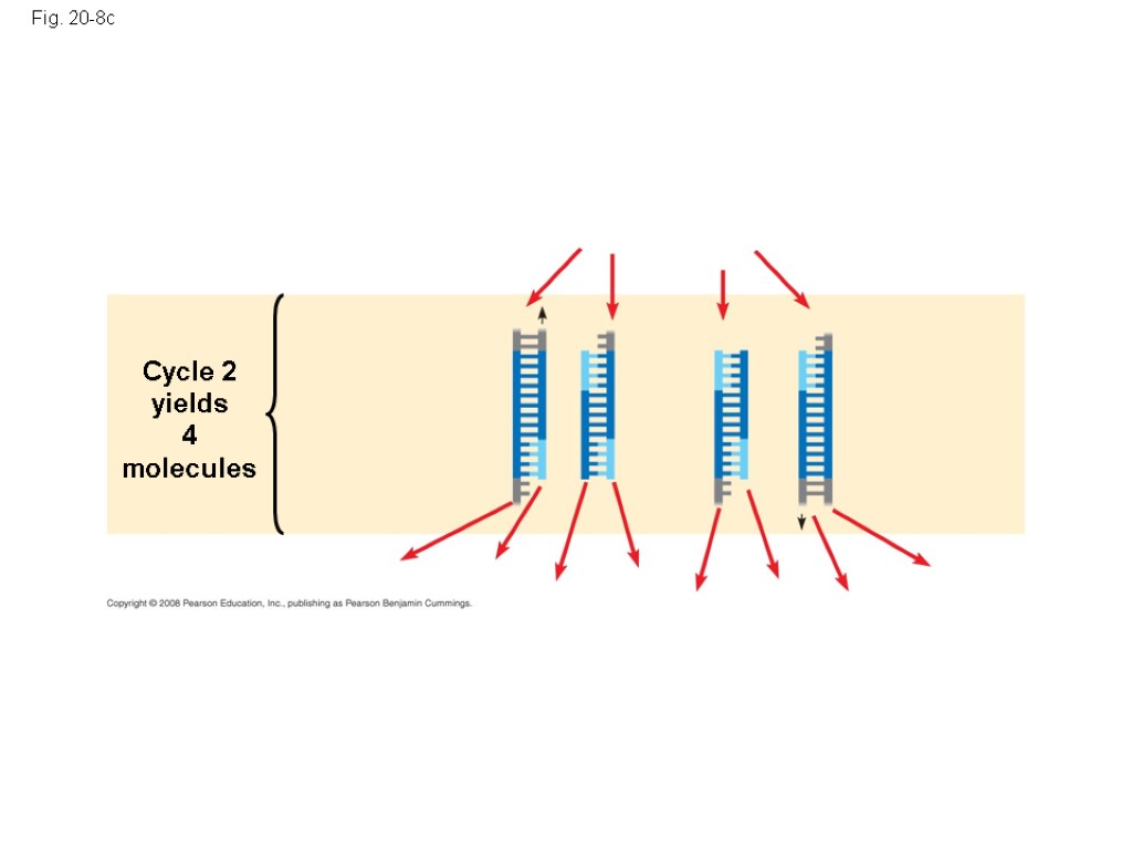 Fig. 20-8c Cycle 2 yields 4 molecules